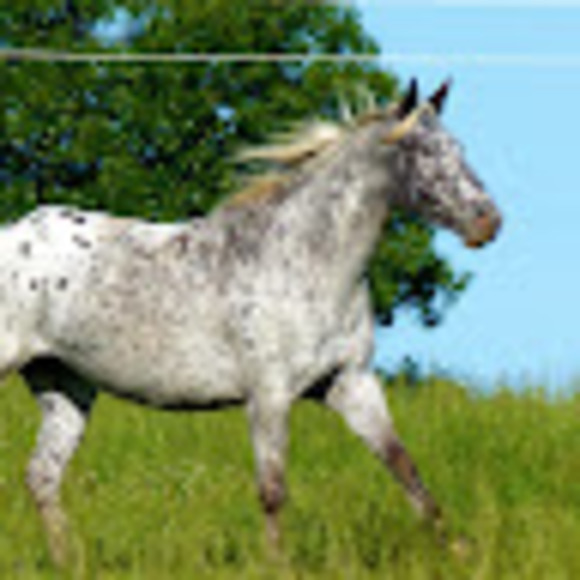 appyhorsey